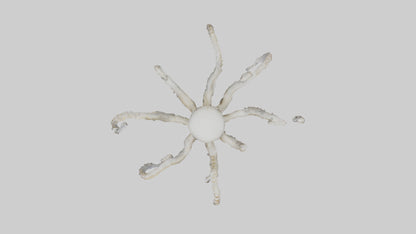 3D model Octopus Skeleton model VR / AR / low-poly
