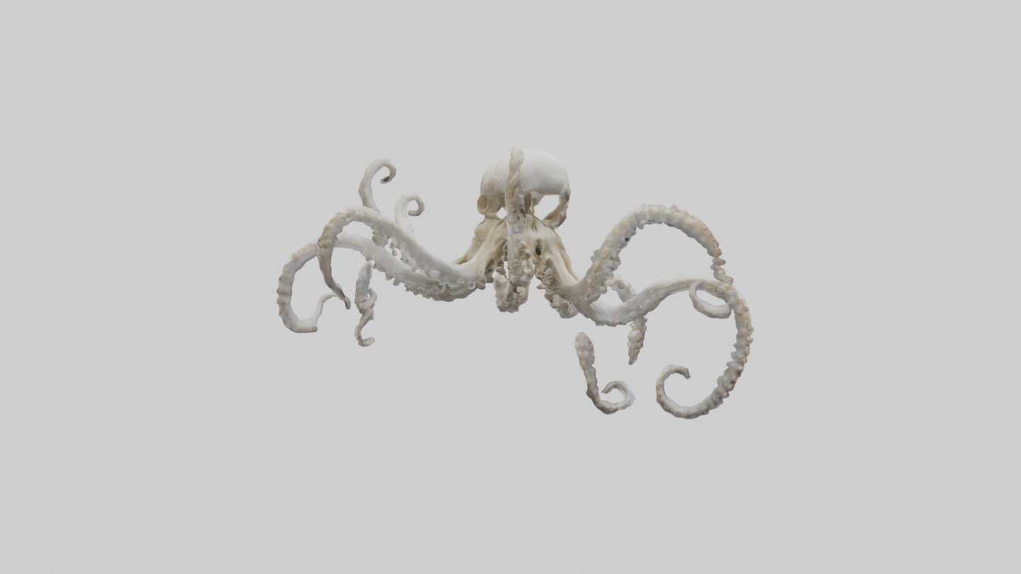 3D model Octopus Skeleton model VR / AR / low-poly