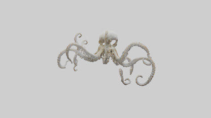 3D model Octopus Skeleton model VR / AR / low-poly