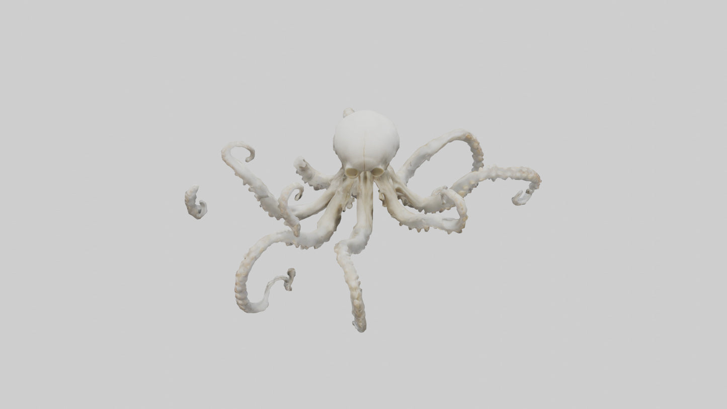 3D model Octopus Skeleton model VR / AR / low-poly