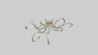 3D model Octopus Skeleton model VR / AR / low-poly