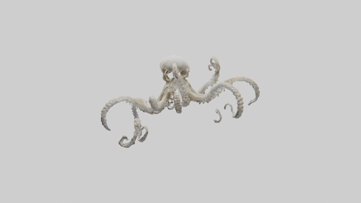 3D model Octopus Skeleton model VR / AR / low-poly