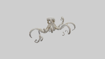 3D model Octopus Skeleton model VR / AR / low-poly