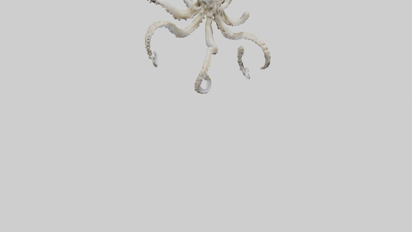 3D model Octopus Skeleton model VR / AR / low-poly