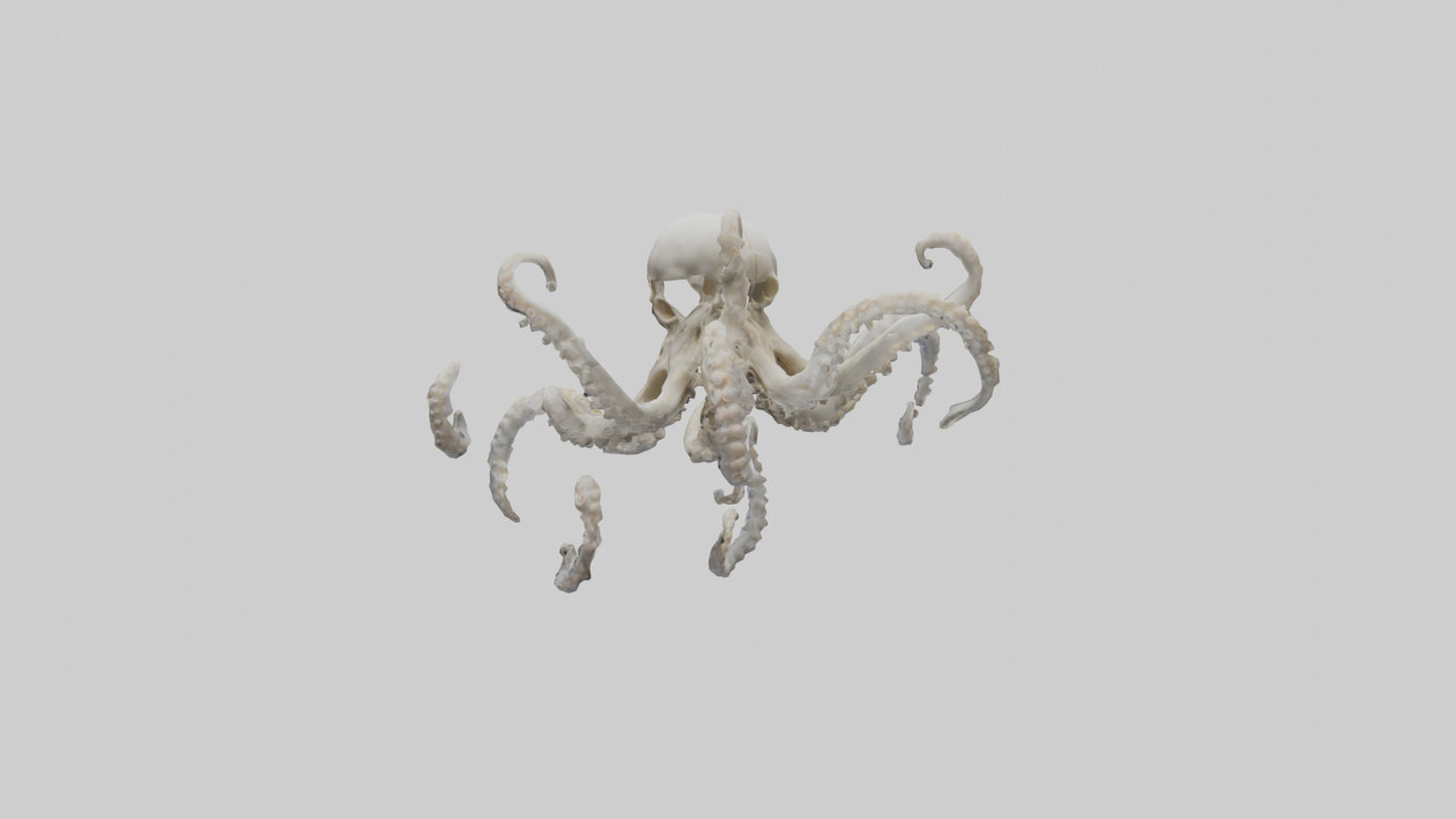 3D model Octopus Skeleton model VR / AR / low-poly
