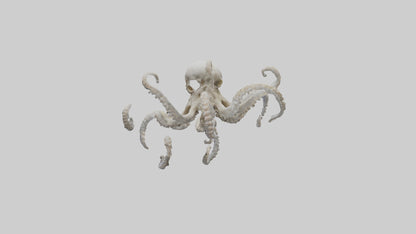 3D model Octopus Skeleton model VR / AR / low-poly