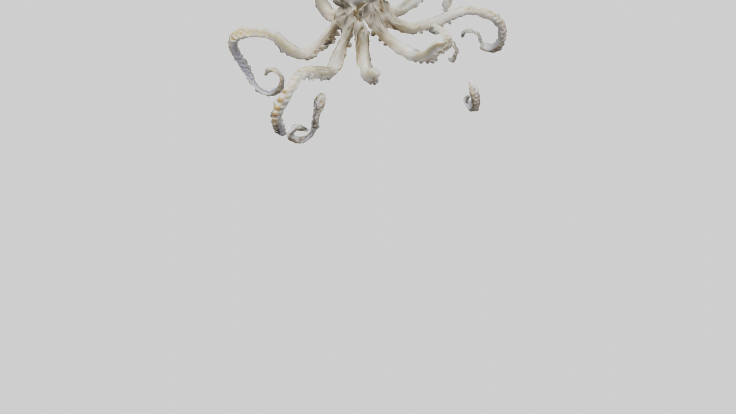 3D model Octopus Skeleton model VR / AR / low-poly