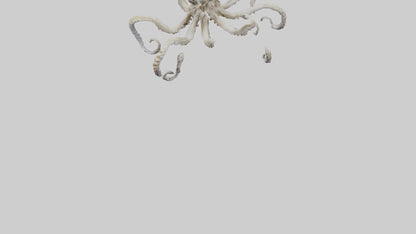 3D model Octopus Skeleton model VR / AR / low-poly
