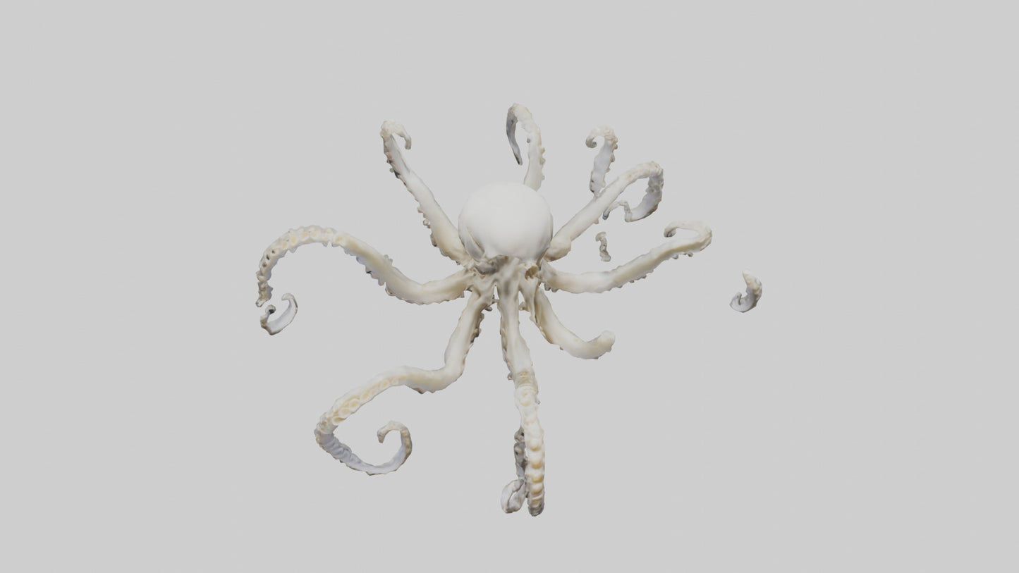 3D model Octopus Skeleton model VR / AR / low-poly