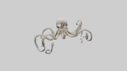 3D model Octopus Skeleton model VR / AR / low-poly