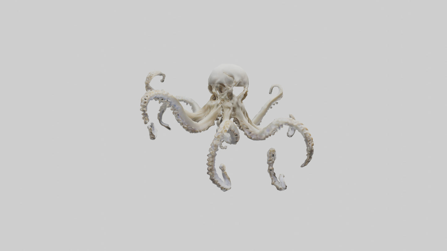 3D model Octopus Skeleton model VR / AR / low-poly