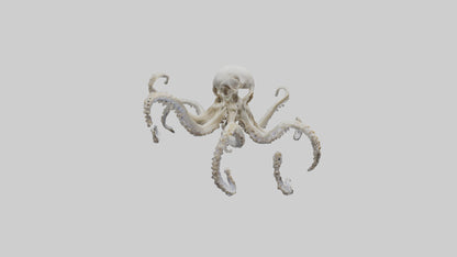 3D model Octopus Skeleton model VR / AR / low-poly