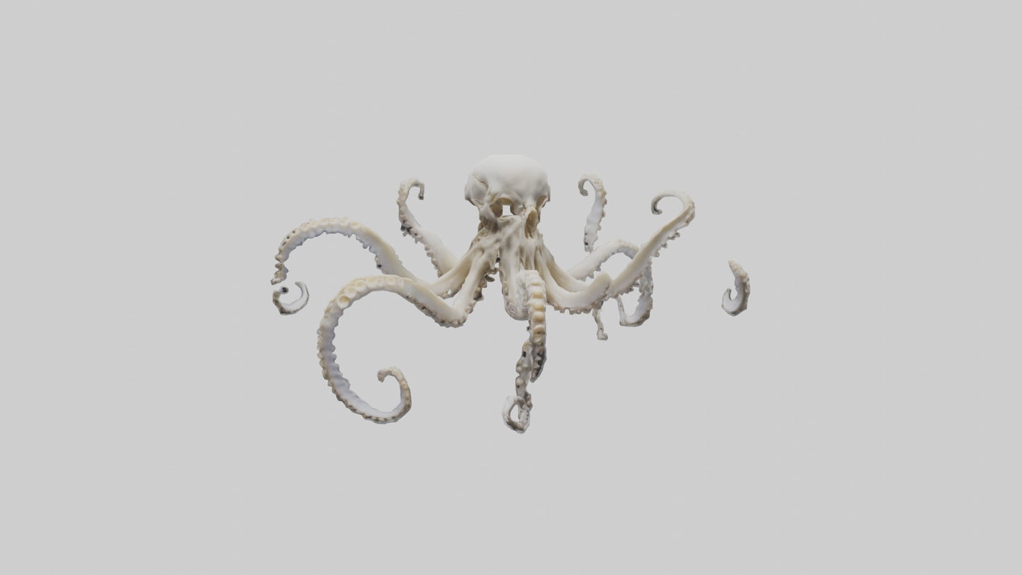 3D model Octopus Skeleton model VR / AR / low-poly
