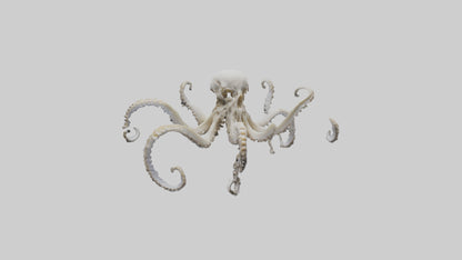 3D model Octopus Skeleton model VR / AR / low-poly