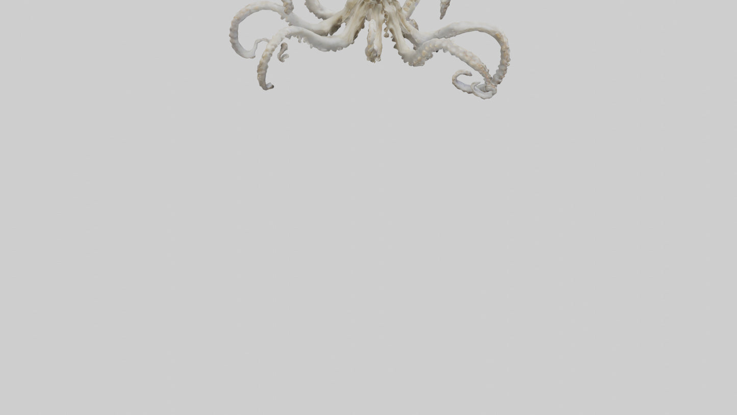 3D model Octopus Skeleton model VR / AR / low-poly