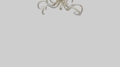 3D model Octopus Skeleton model VR / AR / low-poly