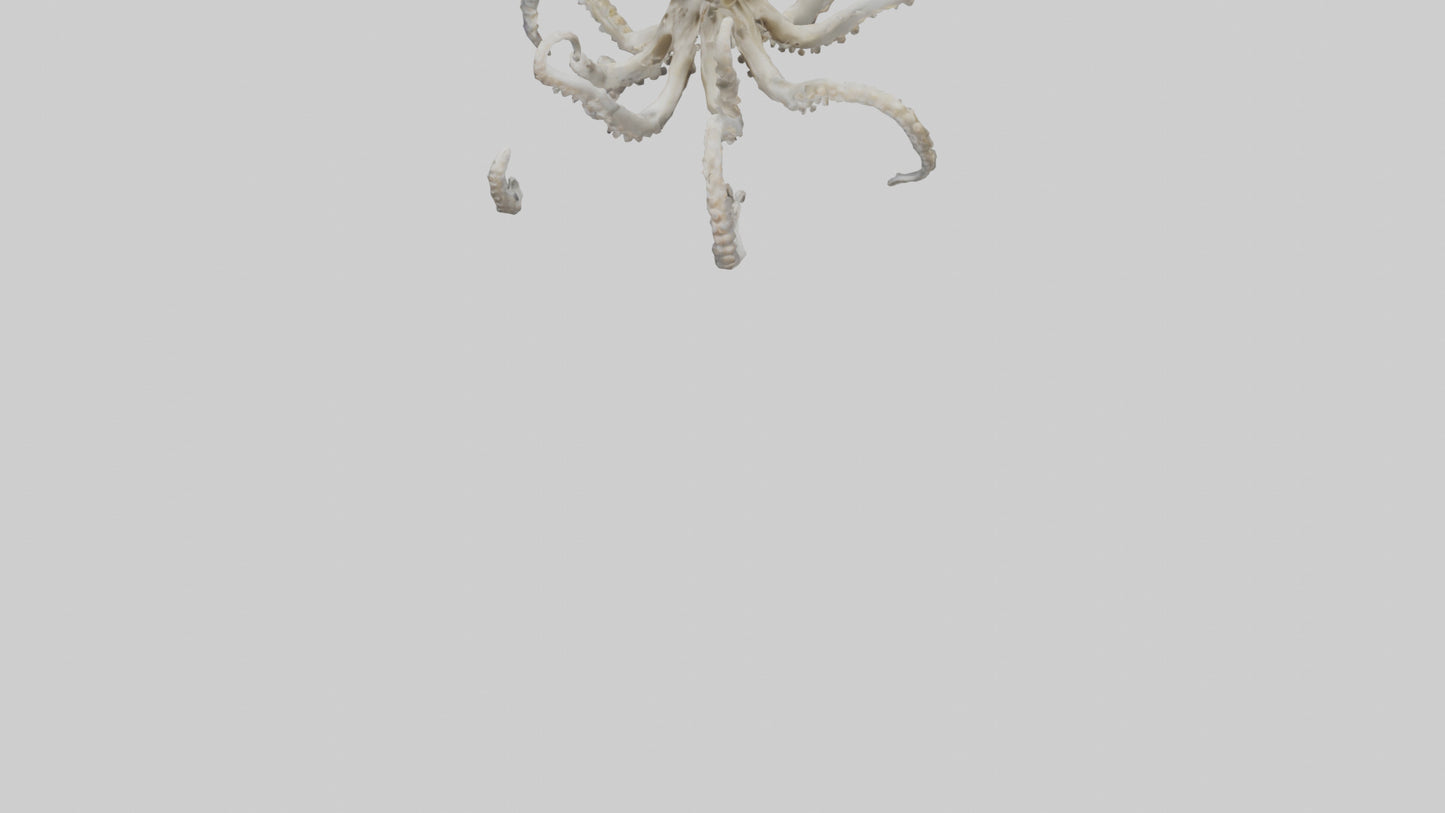 3D model Octopus Skeleton model VR / AR / low-poly