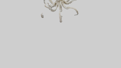 3D model Octopus Skeleton model VR / AR / low-poly