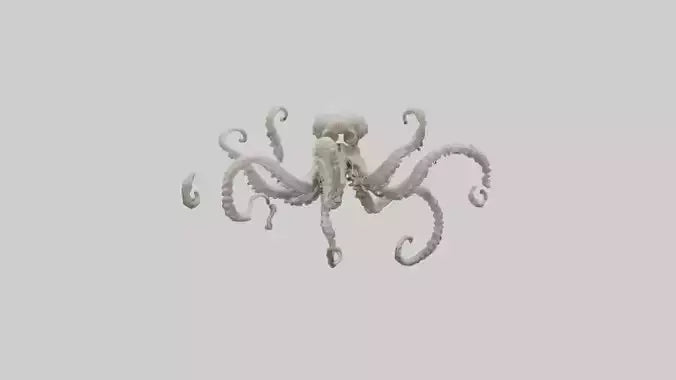 3D model Octopus Skeleton model VR / AR / low-poly
