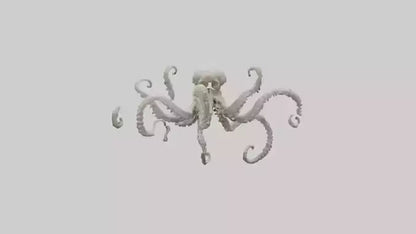 3D model Octopus Skeleton model VR / AR / low-poly