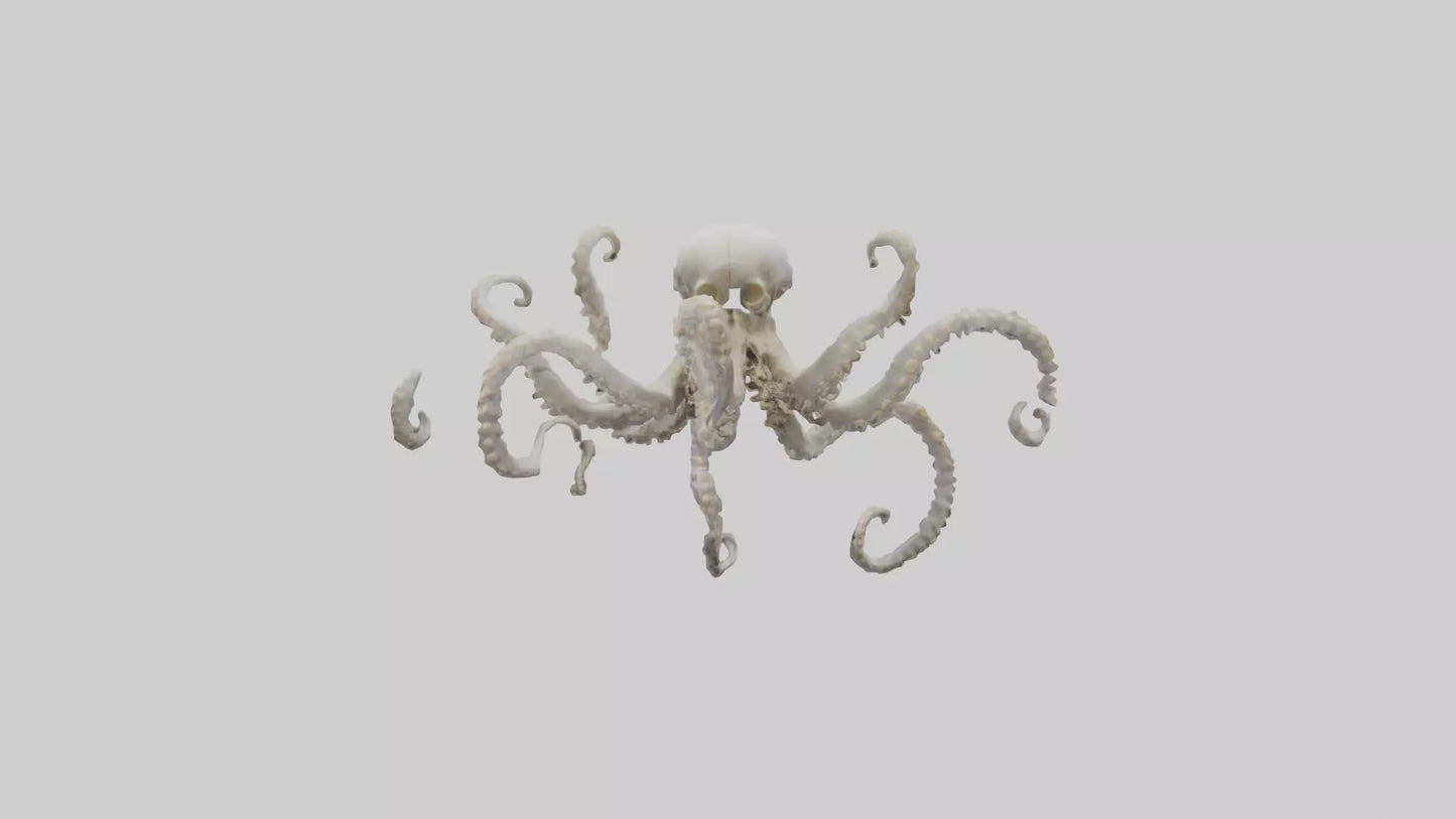 3D model Octopus Skeleton model VR / AR / low-poly