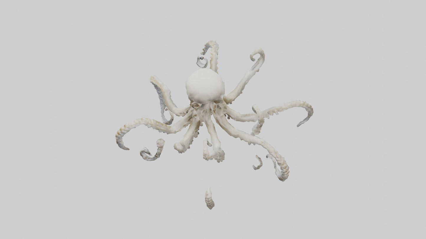 3D model Octopus Skeleton model VR / AR / low-poly