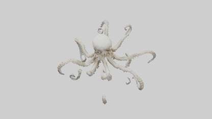 3D model Octopus Skeleton model VR / AR / low-poly