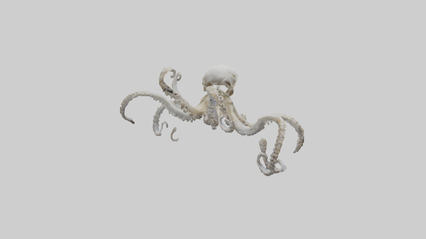 3D model Octopus Skeleton model VR / AR / low-poly