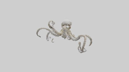 3D model Octopus Skeleton model VR / AR / low-poly