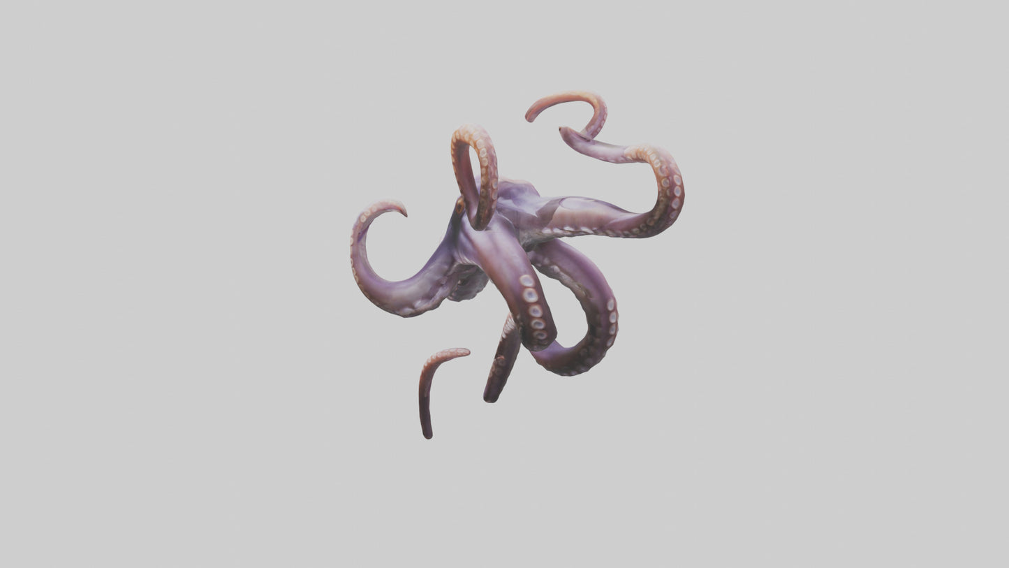 3D model Octopus Tentacles Model VR / AR / low-poly