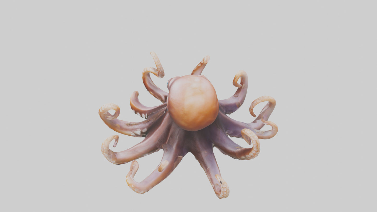 Octopus walking on land model 3D model
