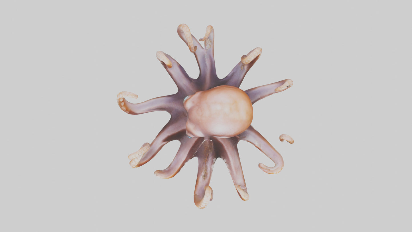 Octopus walking on land model 3D model