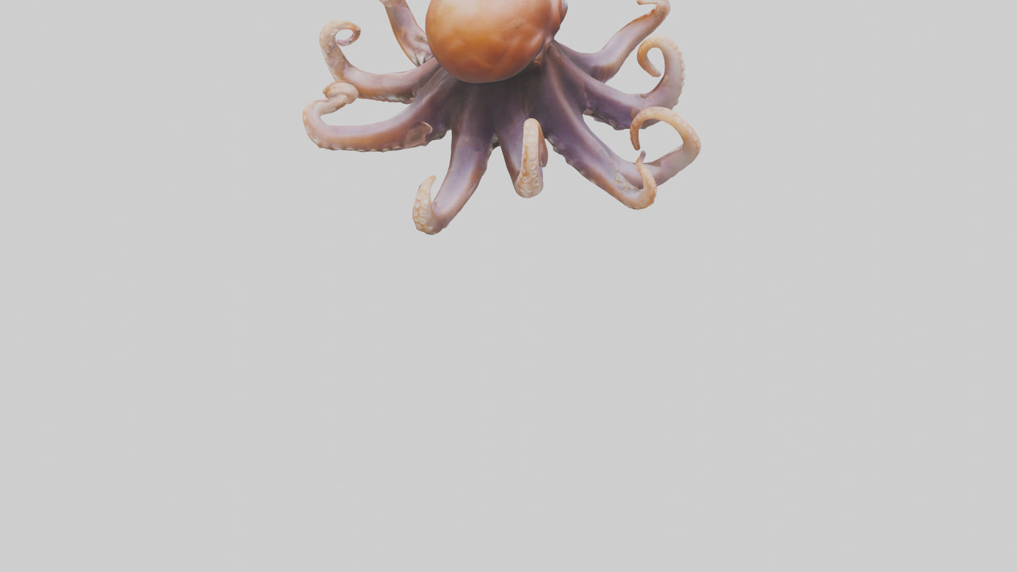 Octopus walking on land model 3D model
