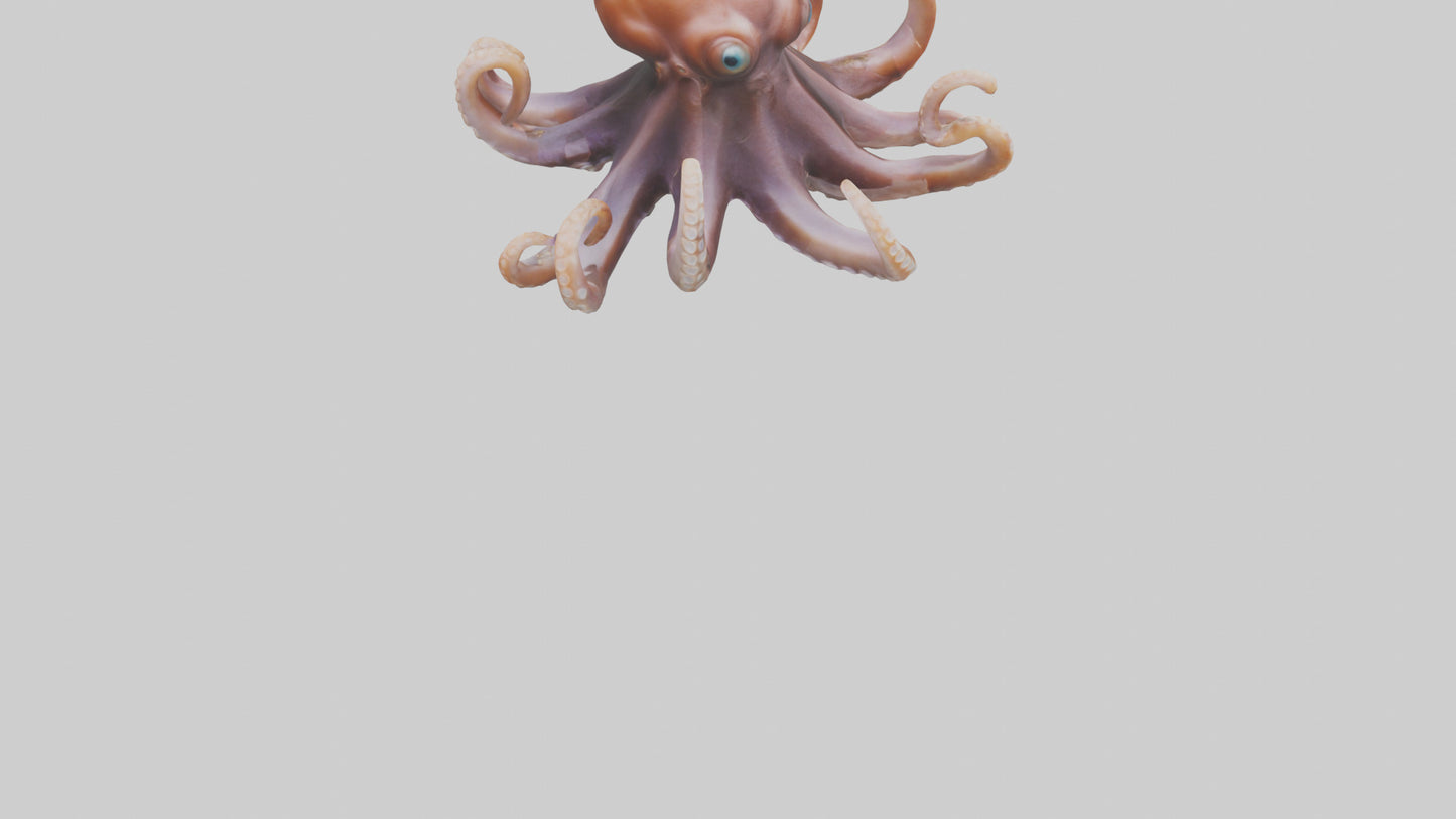 Octopus walking on land model 3D model