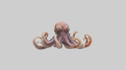 Octopus walking on land model 3D model