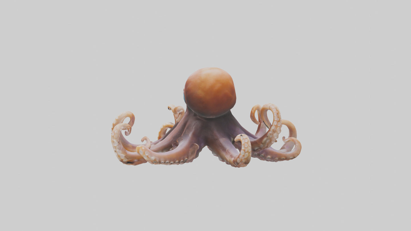 Octopus walking on land model 3D model