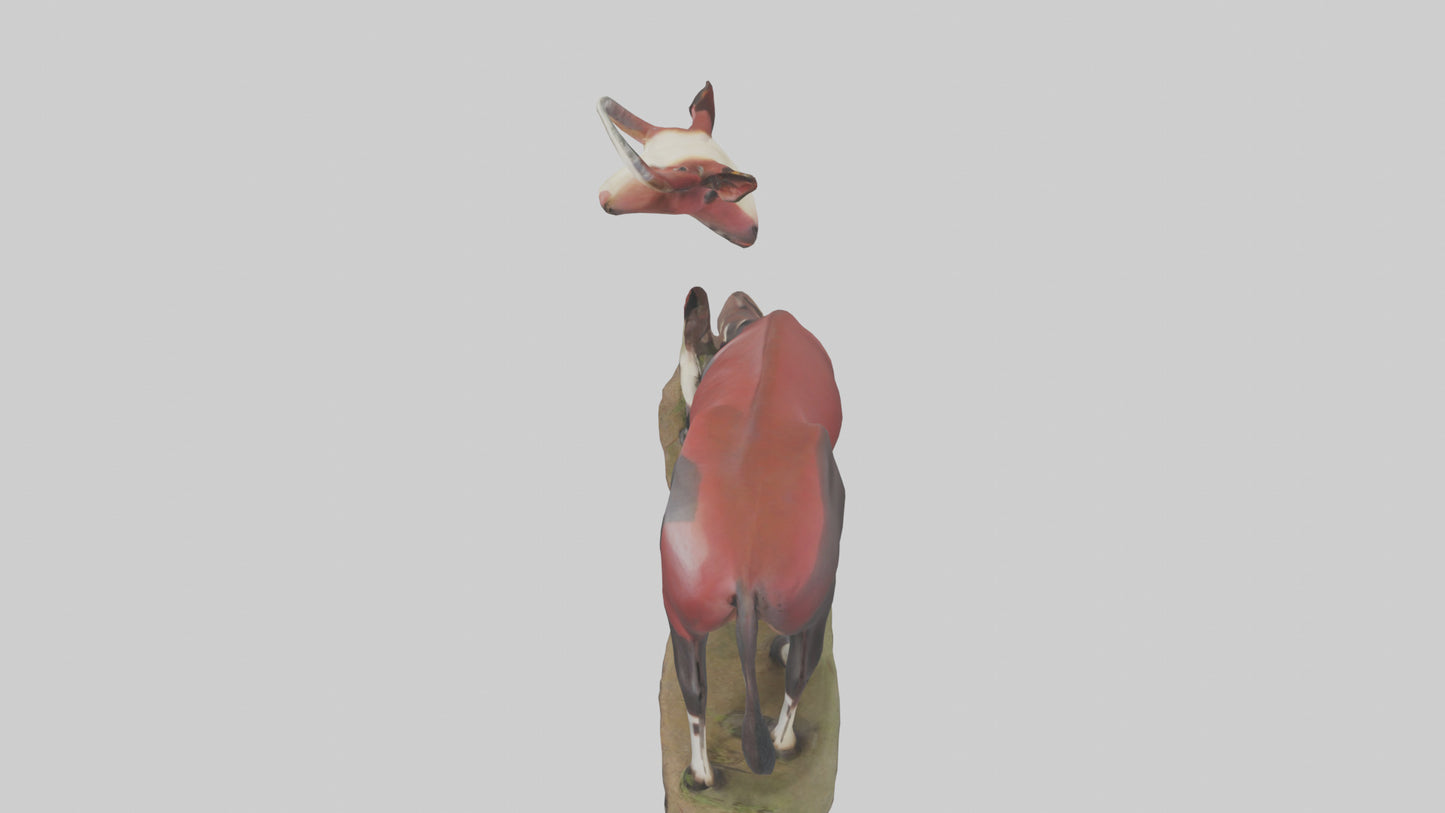 Okapi foraging model VR / AR / low-poly