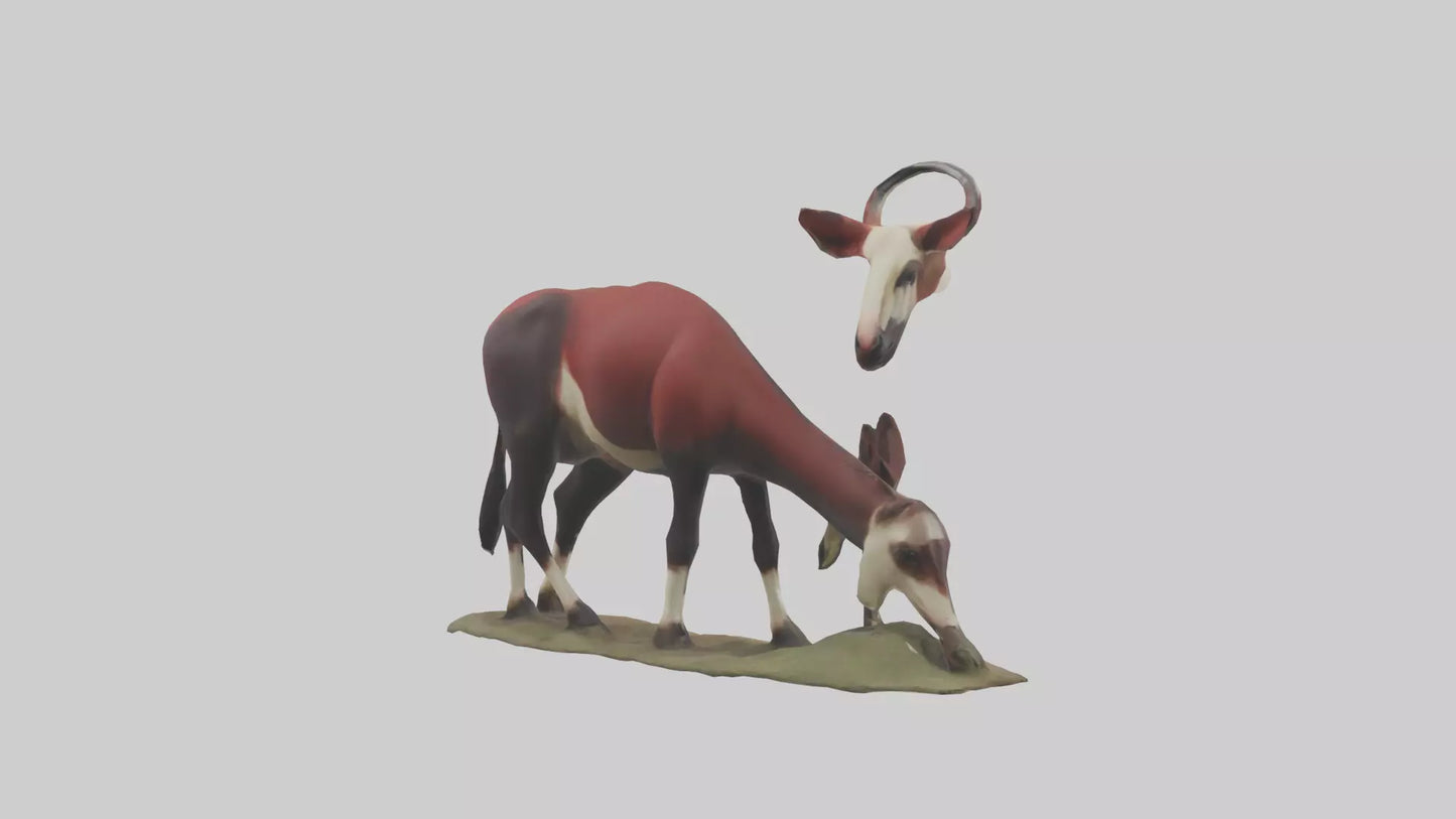Okapi foraging model VR / AR / low-poly