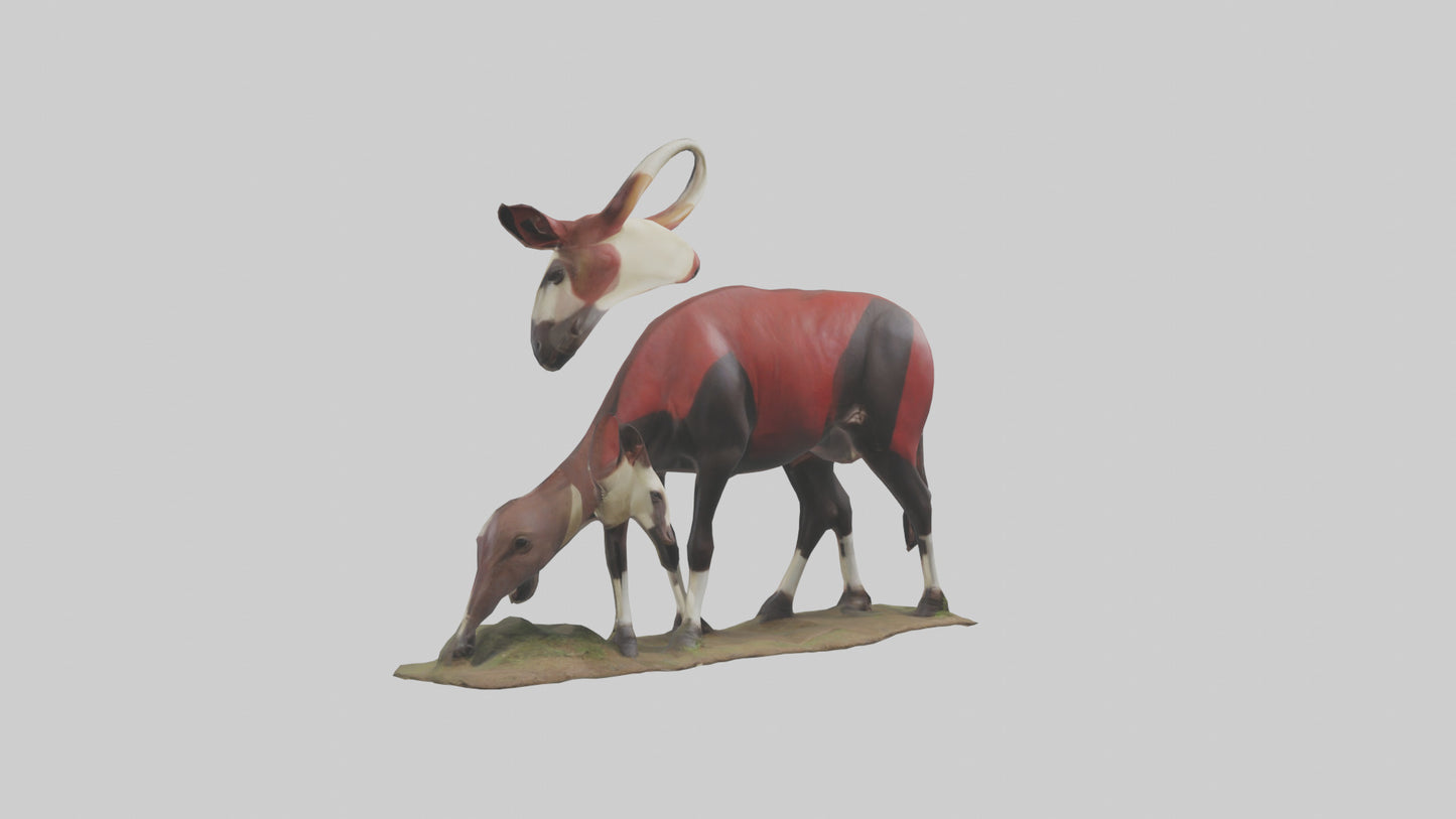 Okapi foraging model VR / AR / low-poly