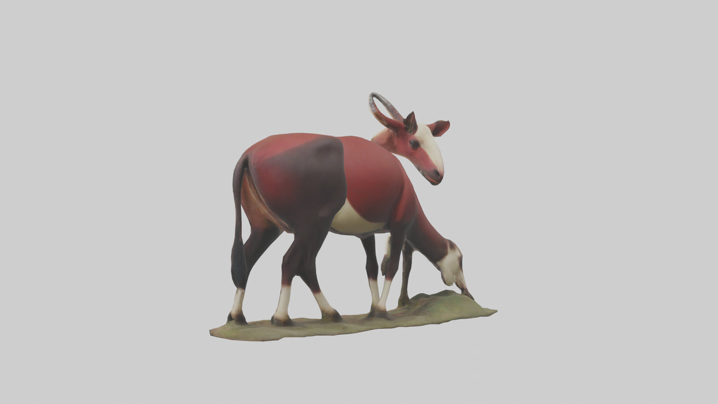 Okapi foraging model VR / AR / low-poly