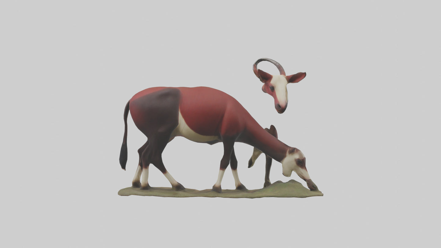 Okapi foraging model VR / AR / low-poly