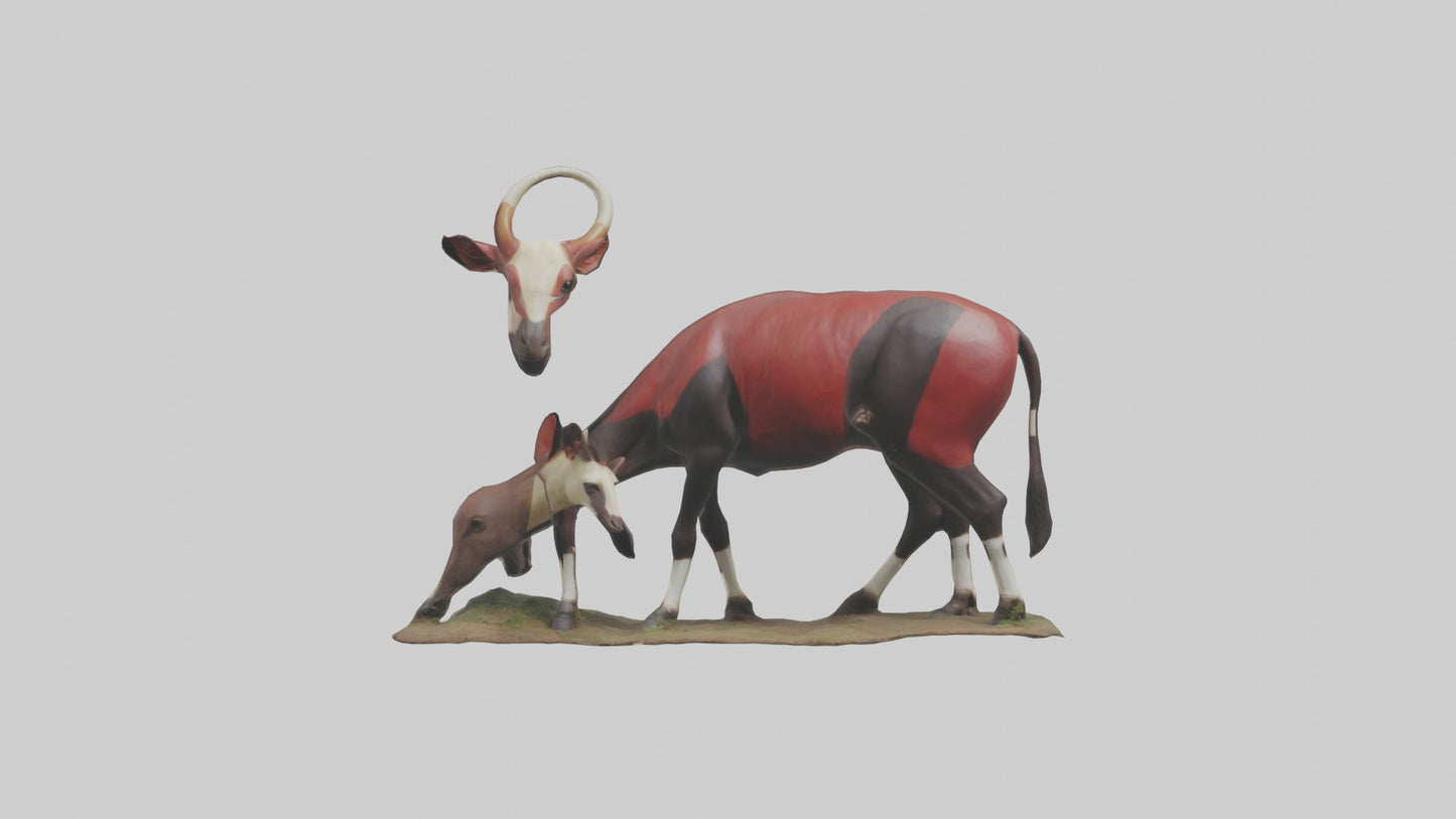 Okapi foraging model VR / AR / low-poly