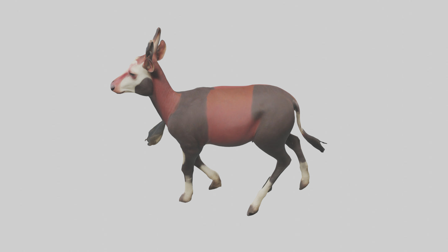 3D model Okapi walking model VR / AR / low-poly
