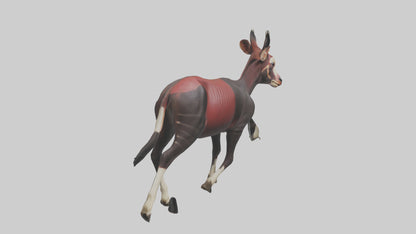 3D model Okapi walking model VR / AR / low-poly