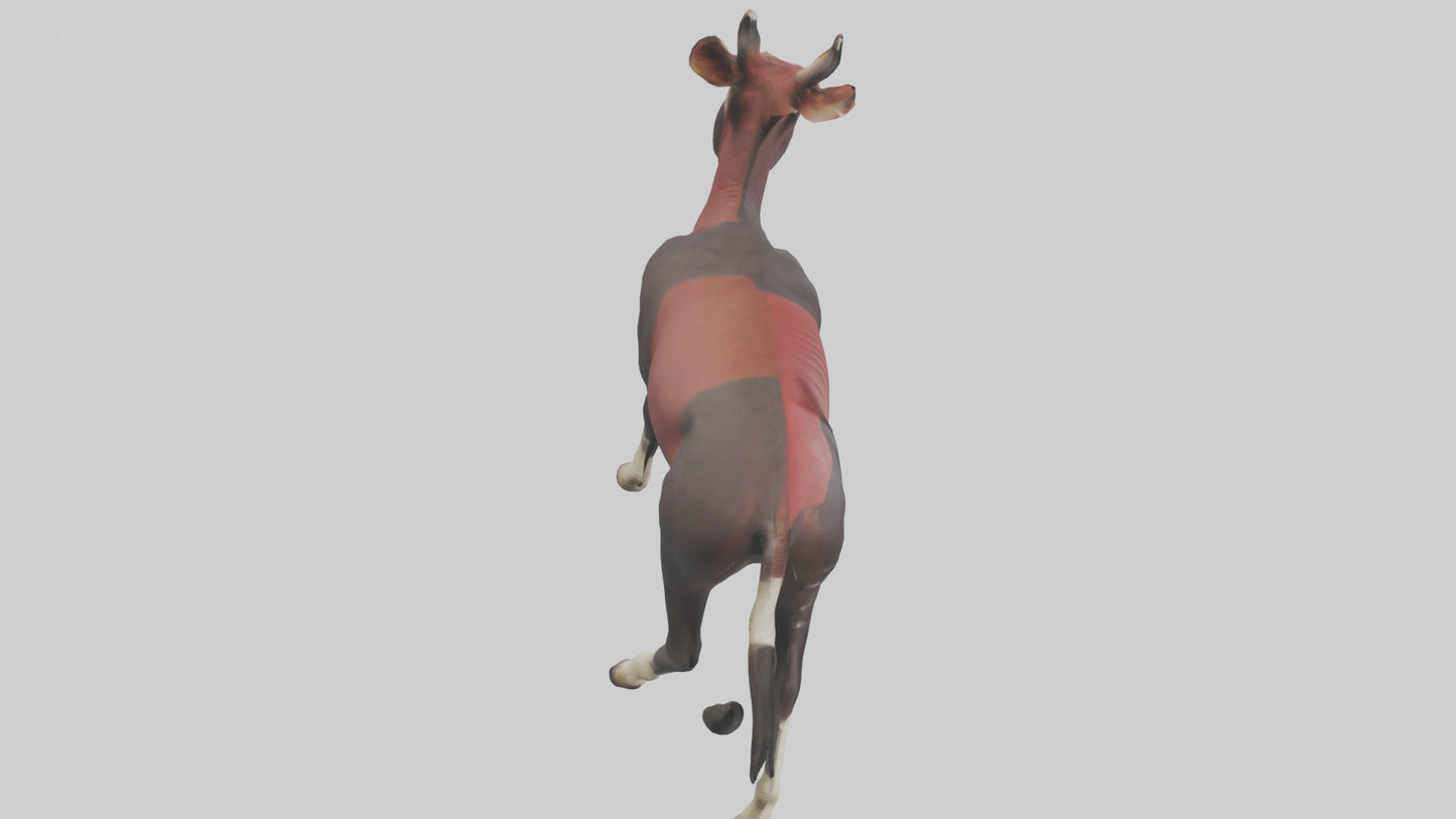 3D model Okapi walking model VR / AR / low-poly