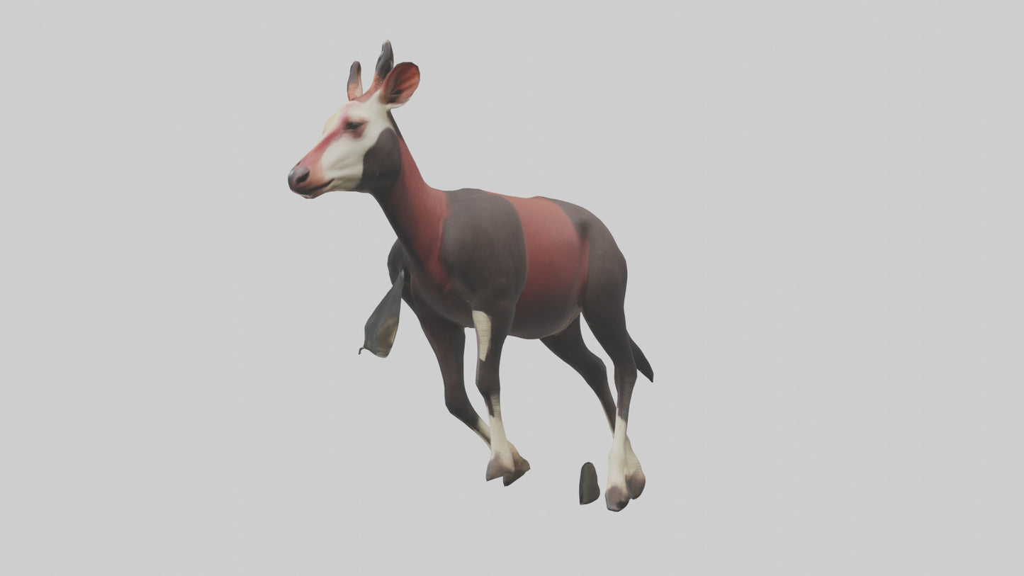 3D model Okapi walking model VR / AR / low-poly