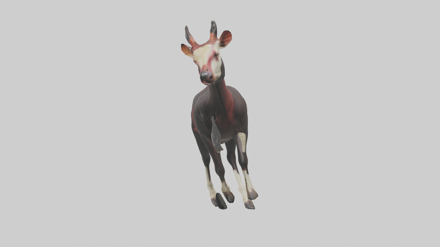 3D model Okapi walking model VR / AR / low-poly