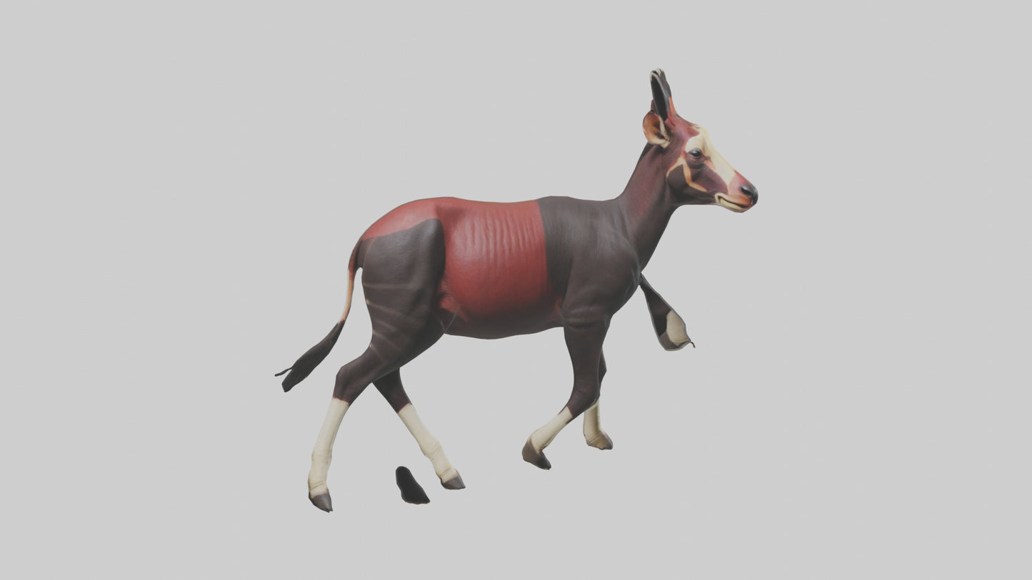 3D model Okapi walking model VR / AR / low-poly