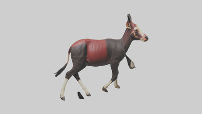 3D model Okapi walking model VR / AR / low-poly
