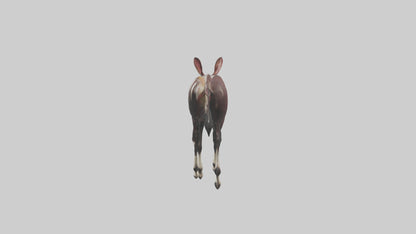 Okapi walking through brush model 3D model